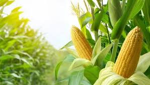 الذرة الشامية